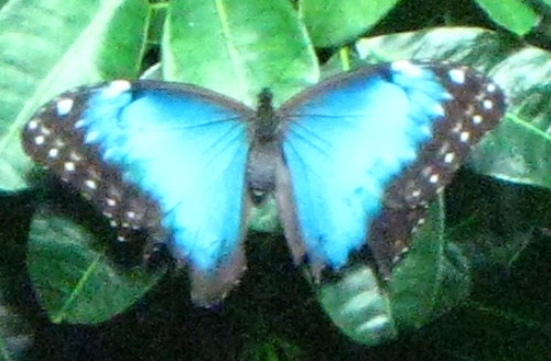 Blue Butterfly