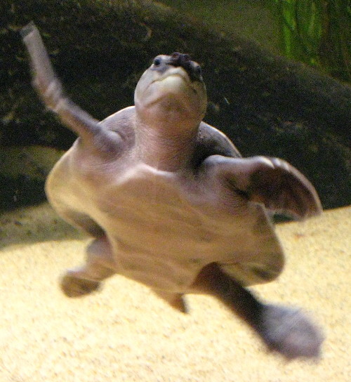 Sea turtle