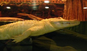 White alligator