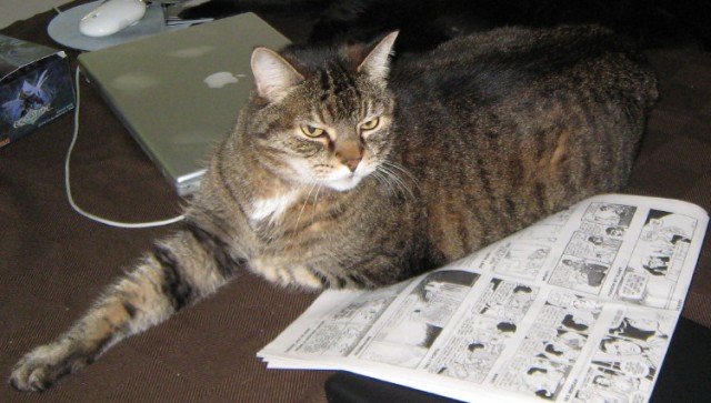 Lounge kitty