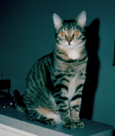Young Jefferson