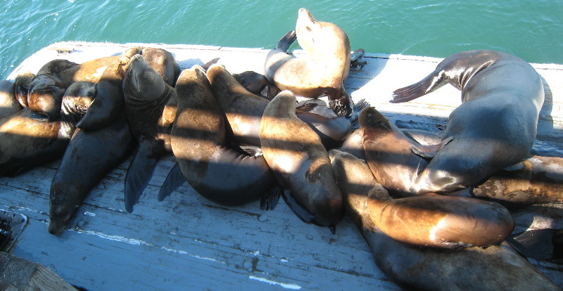 Sea lions up close