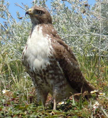 Hawk profile