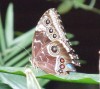 Brown Butterfly