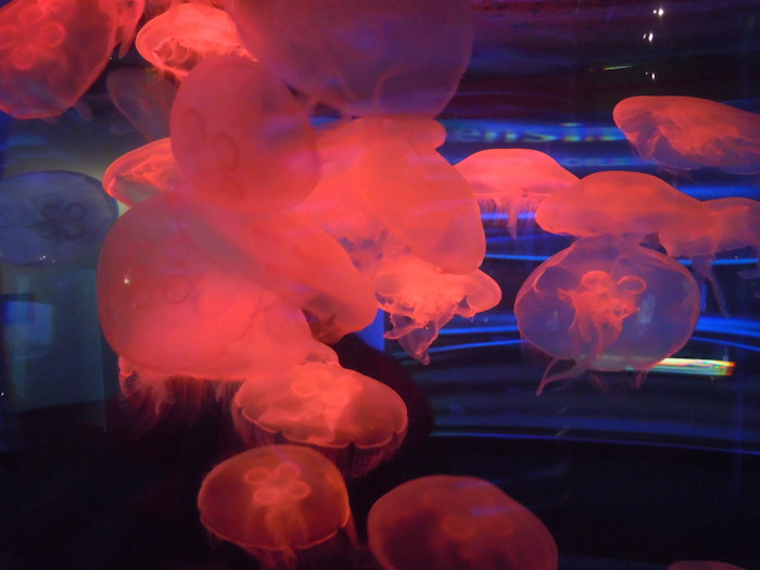 Jellyfish