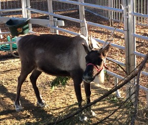 Female reindeer