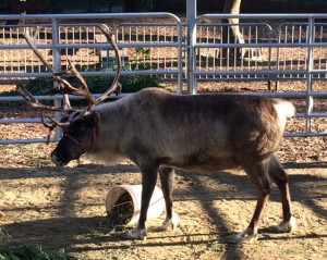 Male reindeer