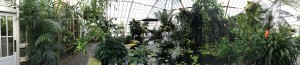 Conservatory of Flowers pond room