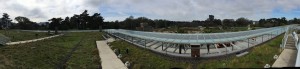 View from the Cal Academy rooftop