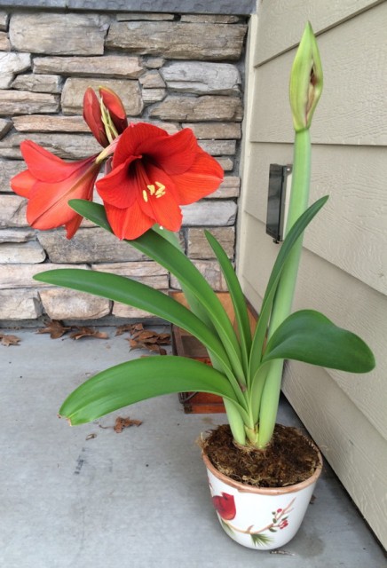 Amaryllis