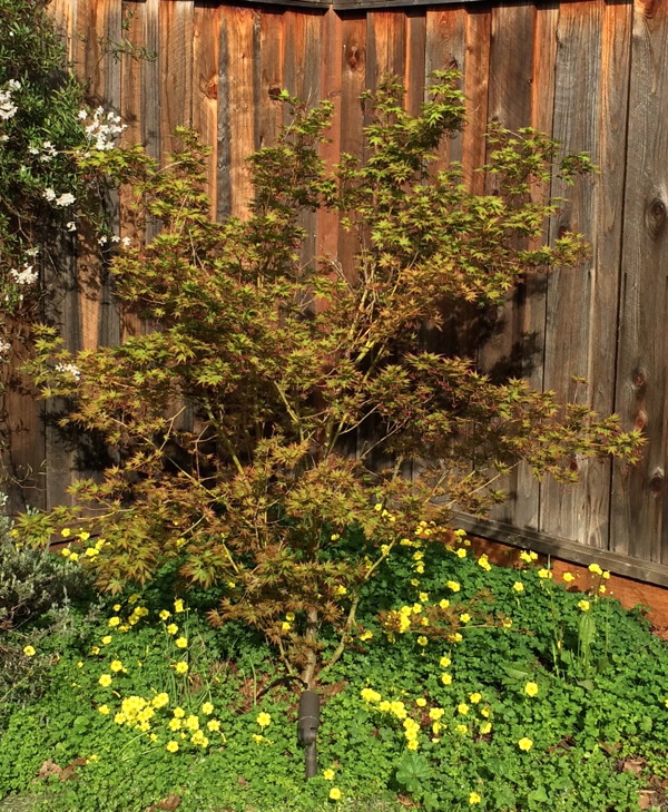 Japanese Maple