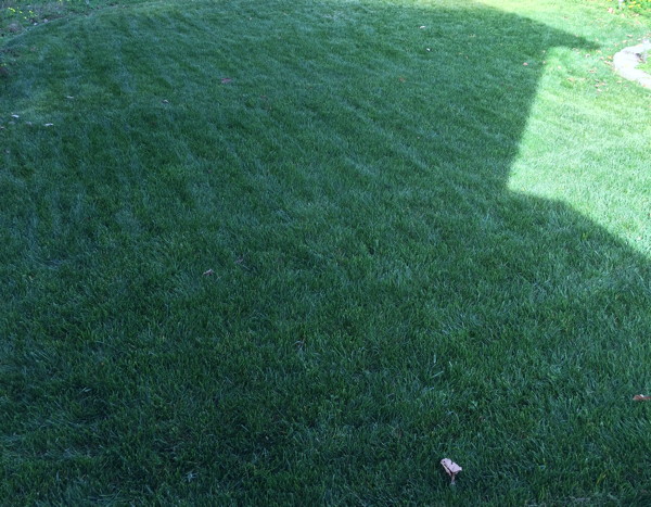 Mowed Lawn