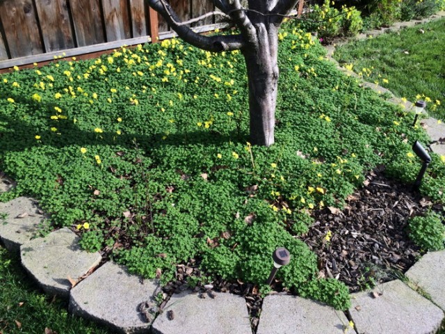 Yellow Flowers