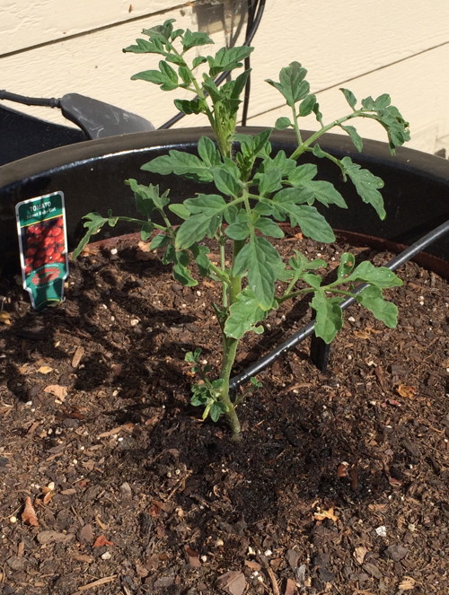 Volunteer Tomato Plant