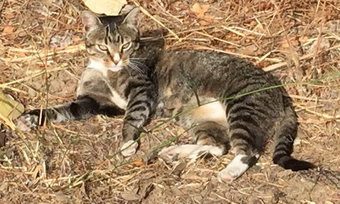 Trail Tabby