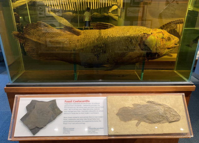 Coelacanth