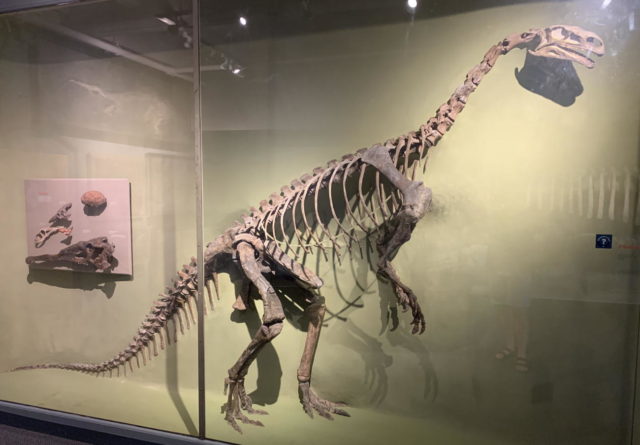 Plateosaurus