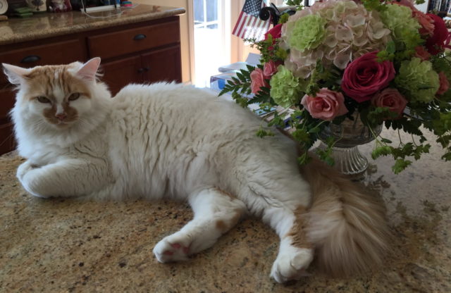 World champion lounger: Sadie at our wedding in 2015