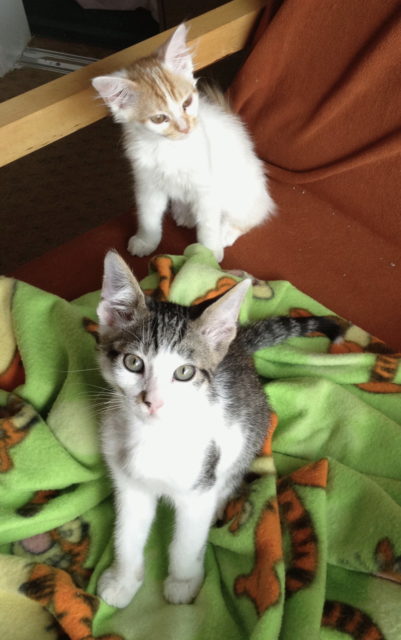 Jackson and Sadie as kittens