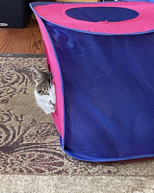 Jackson in the cat cube