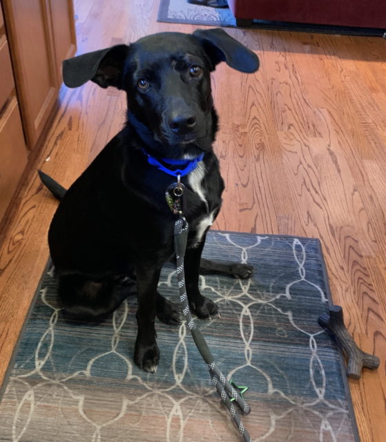 Domino sitting in the kitchen