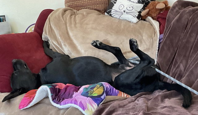 Domino gorked out on the couch