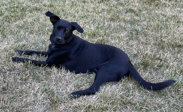 Domino lying on the lawn