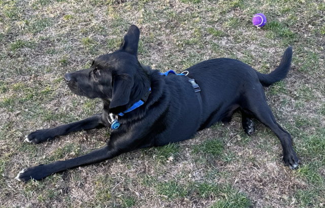 Our black dog Domino in the park