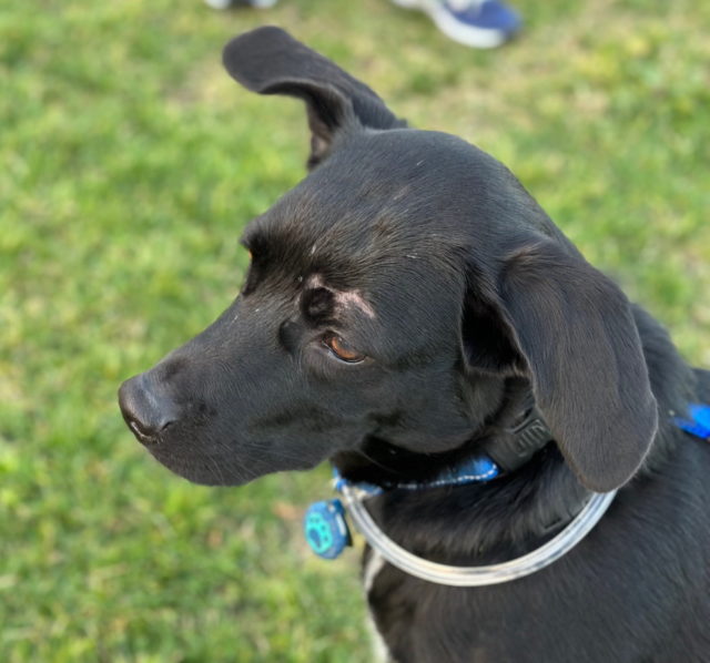 Our black dog Domino in the park