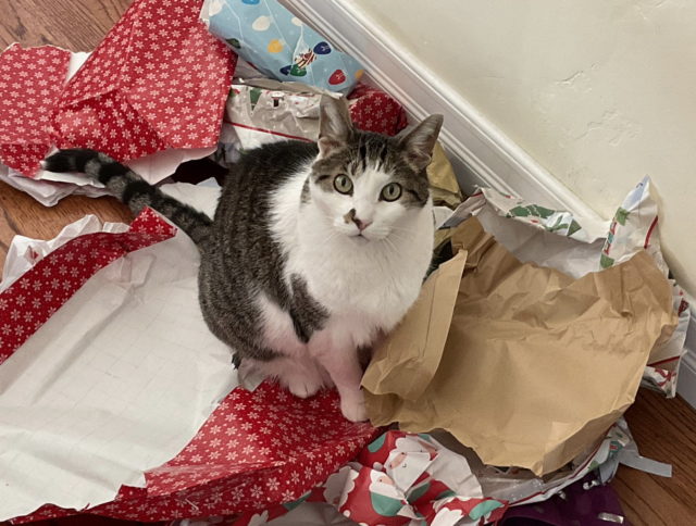 Our gray-and-white tabby cat Jackson sitting in the middle of a pile of wrapping paper