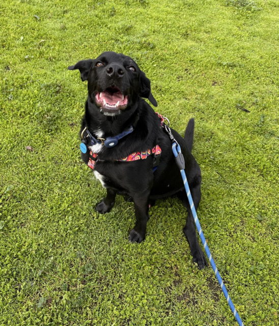 Picture of a smiling black doggo