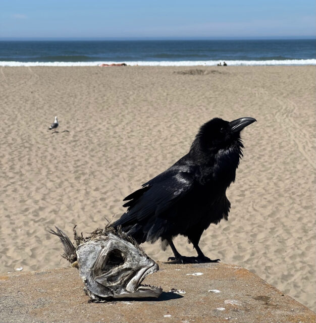 A raven and a desiccated fish head on a concrete wall by Ocean Beach, San Francisco