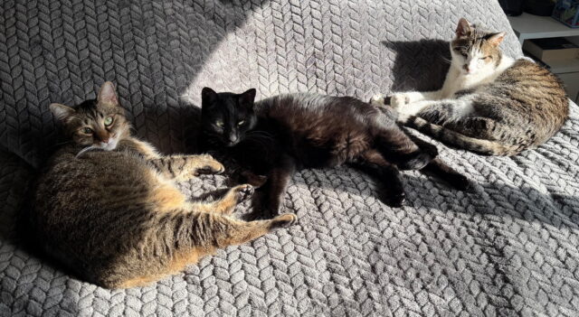 Three cats lying in a sunbeam on a gray blanket: Simon, a brown tabby, Edison, a black cat, and Jackson, a gray tabby with white highlights.